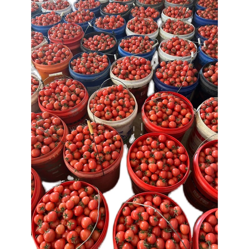 攀枝花千禧小番茄 櫻桃紅小西紅柿引領(lǐng)當季鮮果風(fēng)潮
